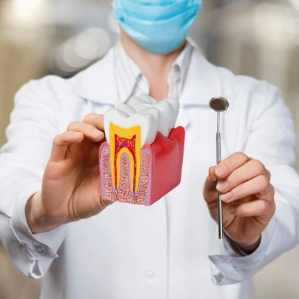 Modelo em corte mostrando a estrutura interna de um dente
